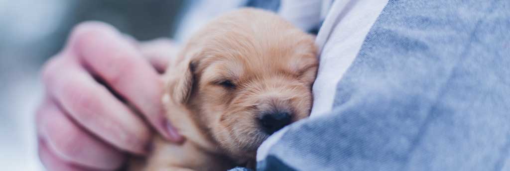 bulk sms service provider